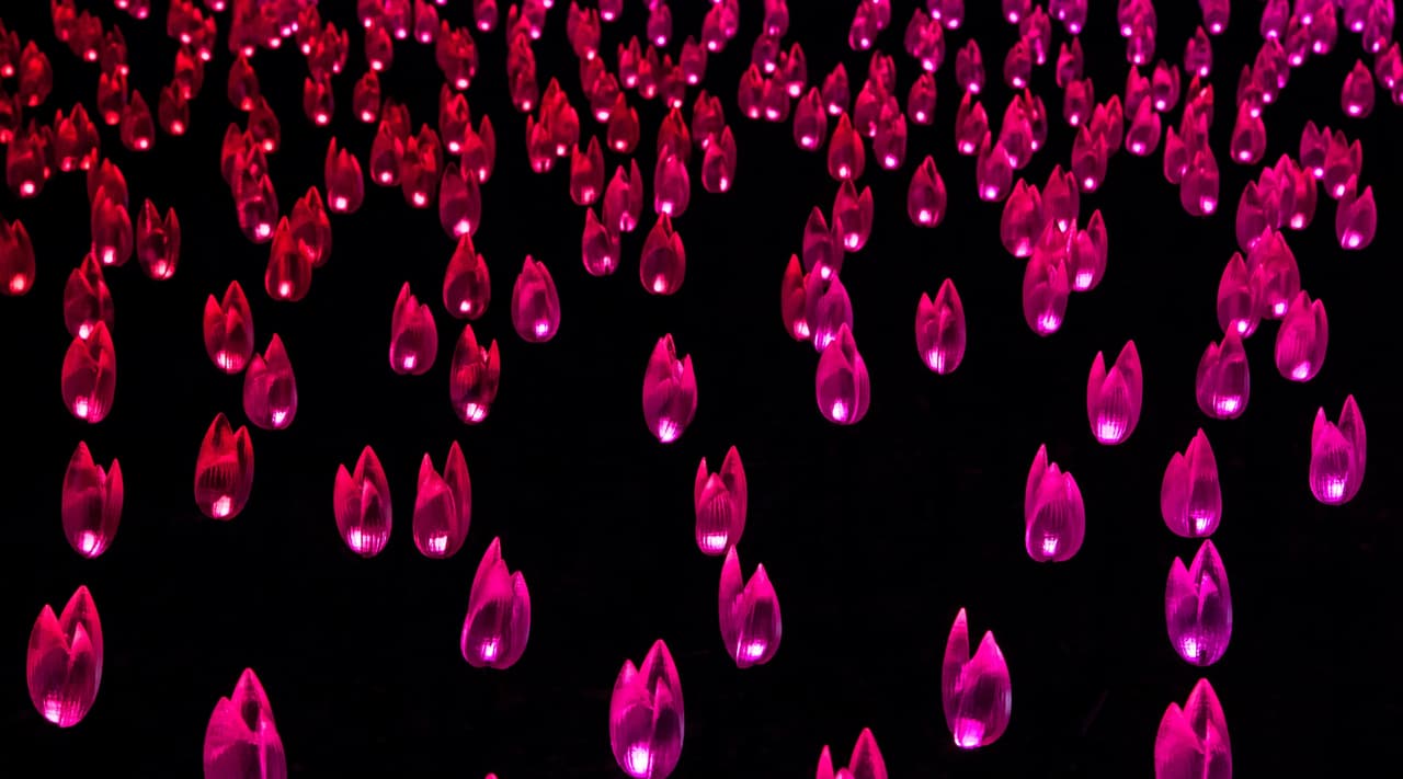 La instalación consta de 10 montajes diferentes de luz, incluido el campo de tulipanes.