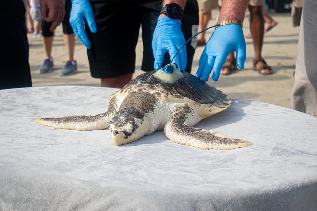 Las radiografías permitieron al equipo examinar más de cerca sus pulmones, en los que no había signos de neumonía, y una extracción de sangre permitió detectar inflamaciones, infecciones y anemia. 
<br>