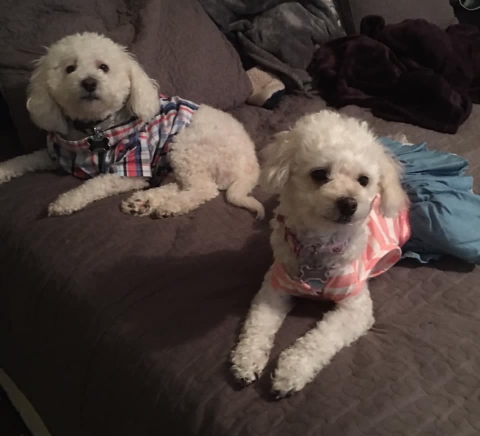 Claudia Rojas compartió la foto de "Chanel , Oso y Princesa, mis Babys".