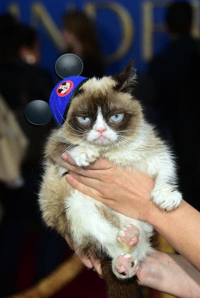Una celebridad arizonense captó la atención de las cámaras durante la alfombra roja del estreno de la película de Disney "Cinderella". Sin embargo, no se trata de un actor, músico o atleta, sino del famoso Grumpy Cat, quien cautivó a más de uno con su carita de enojado. Hasta los cineastas de "Frozen" se tomaron una foto con el felino. Aunque parece molesto, al parecer al gatico le gustan las cámaras porque estuvo muy tranquilo mientras explotaban las luces de los fotógrafos.