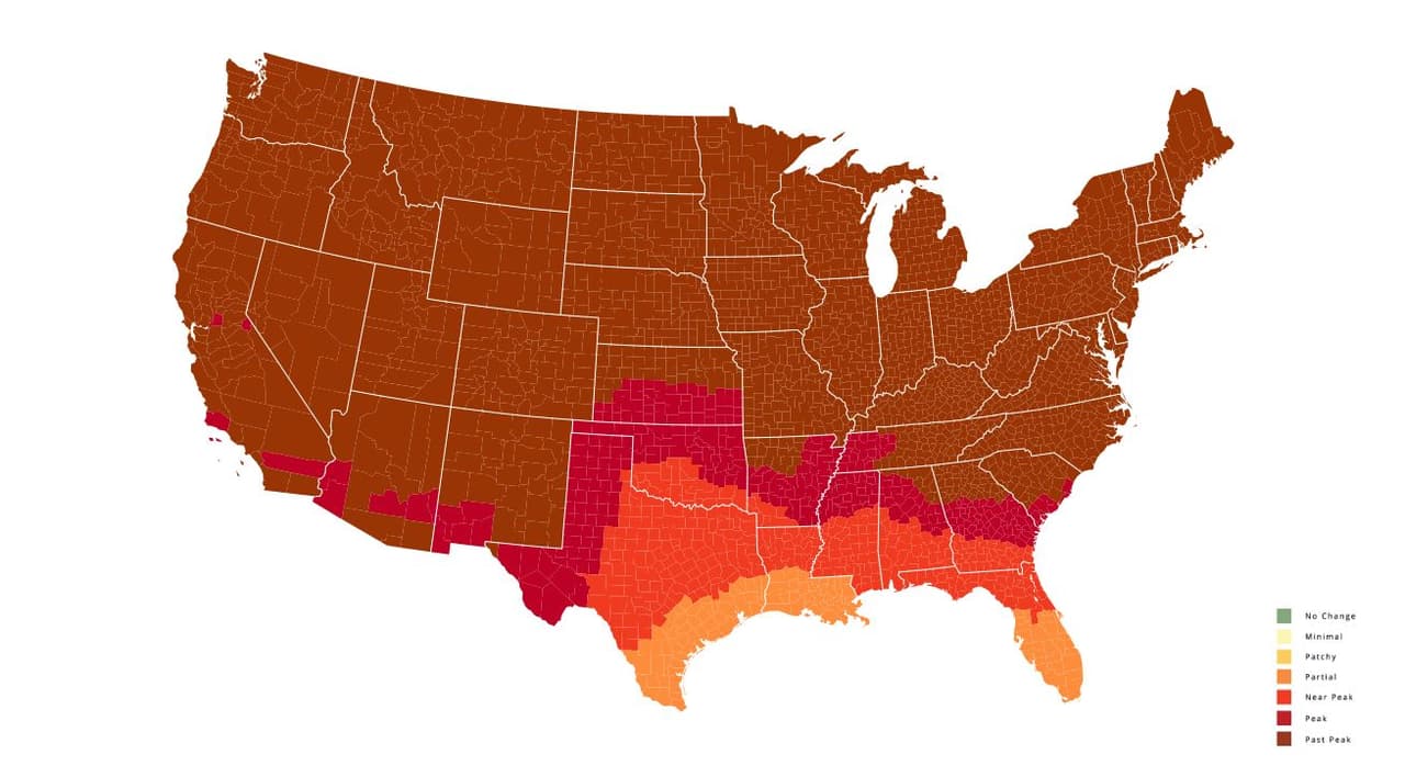 <b>Semana del 14 de noviembre</b>. Las hojas llegan a su punto máximo en el centro de Georgia.