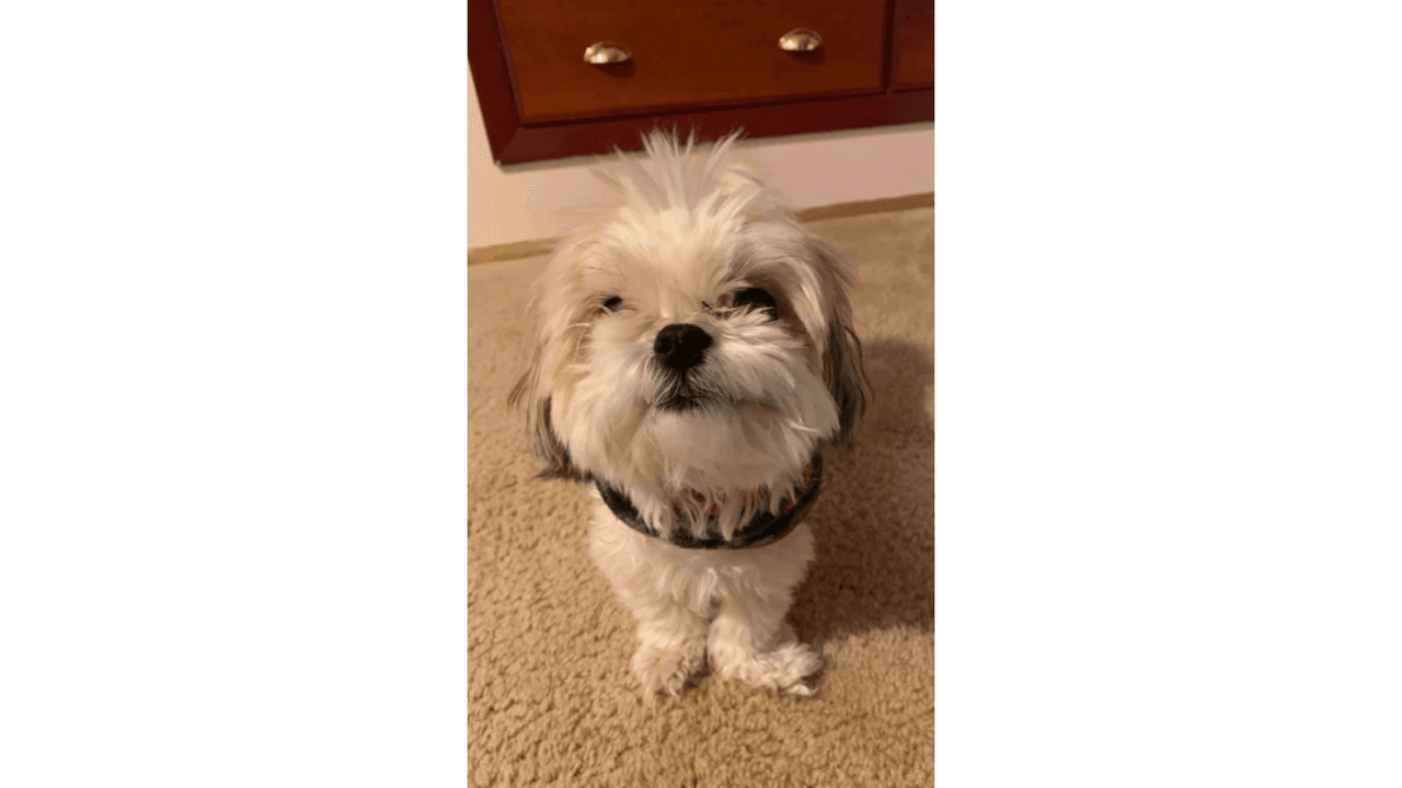 "Cookie lo queremos mucho es más que un perrito es parte de nuestra familia".