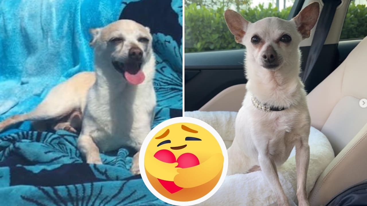 Conoce al perrito más viejo del mundo: TobyKeith tiene 21 años y estos han sido sus cuidados