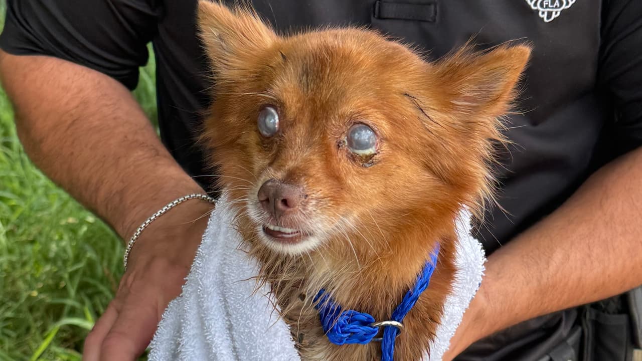 El cuidado del perro se transfirió a Servicios para Animales del condado de Miami-Dade.