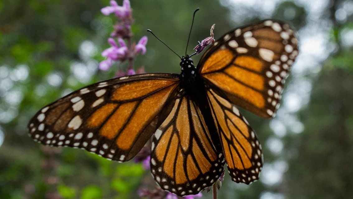 Eligen a Bakersfield como refugio y descanso para las mariposas monarca