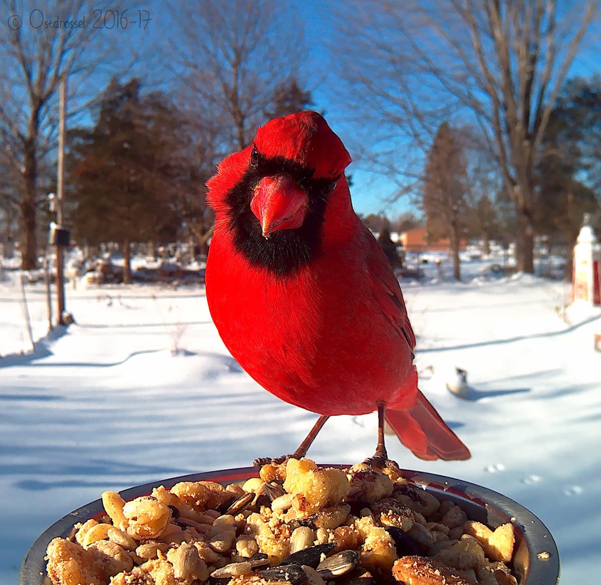 Un cardenal rojo parece tener curiosidad sobre el dispositivo delante suyo. Una de las aves más populares del país, es el ave oficial de más de siete estados del este del país.