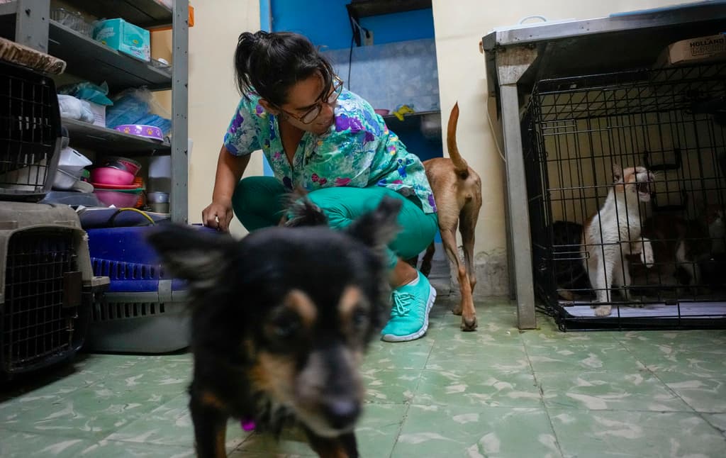 Perros y gatos disponibles para adoptar que viven en el refugio Adopciones por Amor en La Habana, Cuba, el miércoles 2 de octubre de 2024. (AP Foto/Ramón Espinosa)