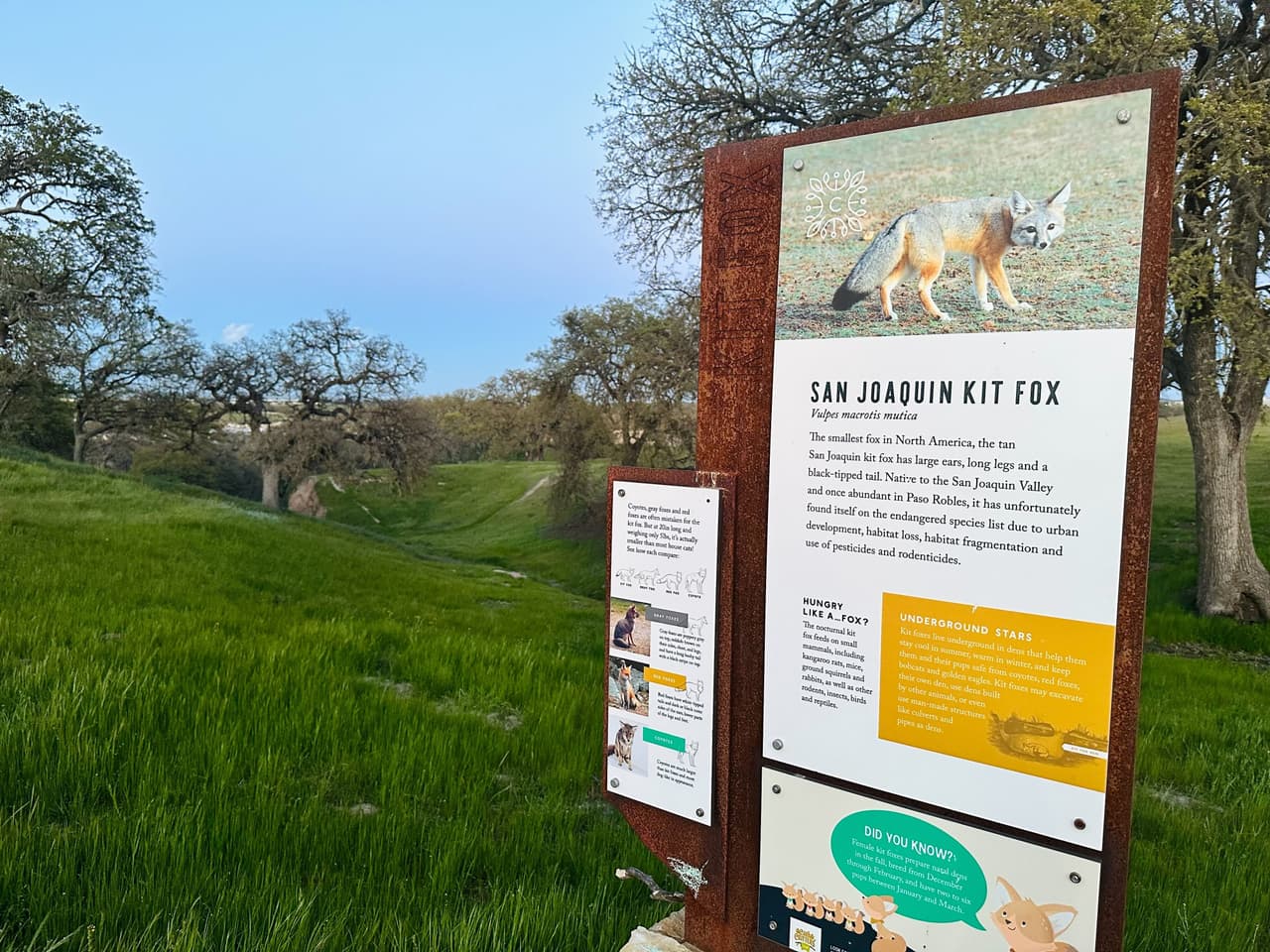 El zorro kit de San Joaquín deambula por gran parte de las montañas y cañones de Paso Robles, es primordial medir su velocidad al conducir para que no atropelle a la vida silvestre en peligro de extinción.
<br>