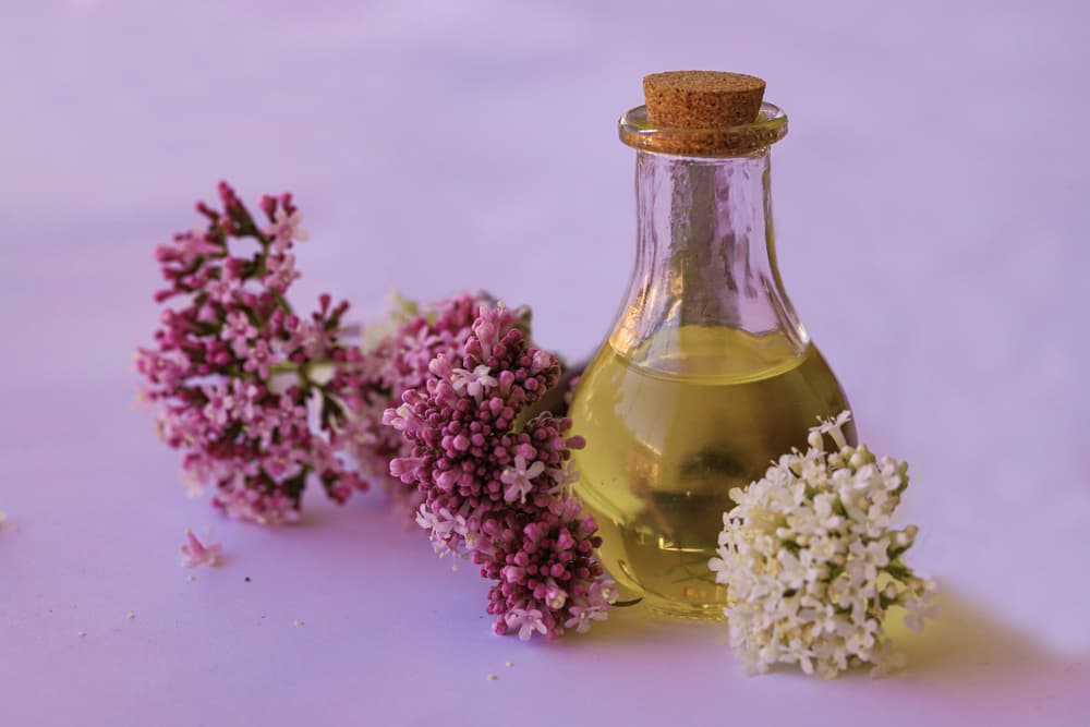 Relacionada con sueños, se cree que en la antigüedad varios brujos la usaban para hechizos o conjuros de sueños hipnóticos o para embrujar a la gente, pero más relacionado a magia negra que blanca.