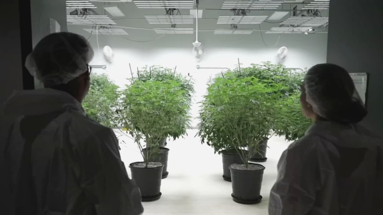 Las plantas crecen al ritmo de Peso Pluma: así es este particular cultivo de marihuana medicinal