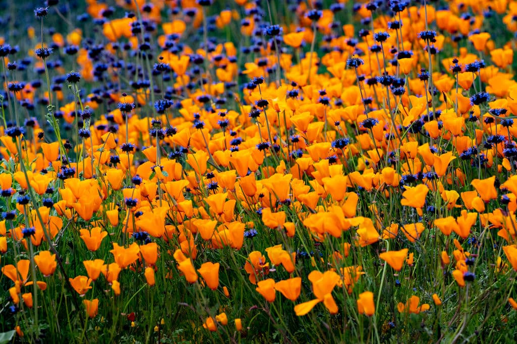 El fenómeno conocido como "desierto florido" o "superflorecimiento", llenó las colinas de flores naranjas y moradas.
<b> </b>Así lucía el Walker Canyon Road, cerca del Lake Elsinore, a principios de marzo.