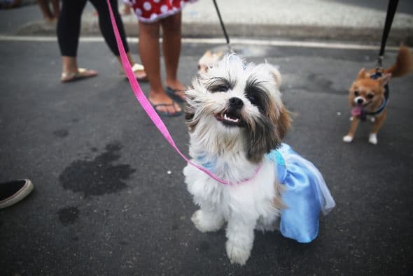 #3 Tu mascota te va a querer sin importar qué tipo de carro manejas.