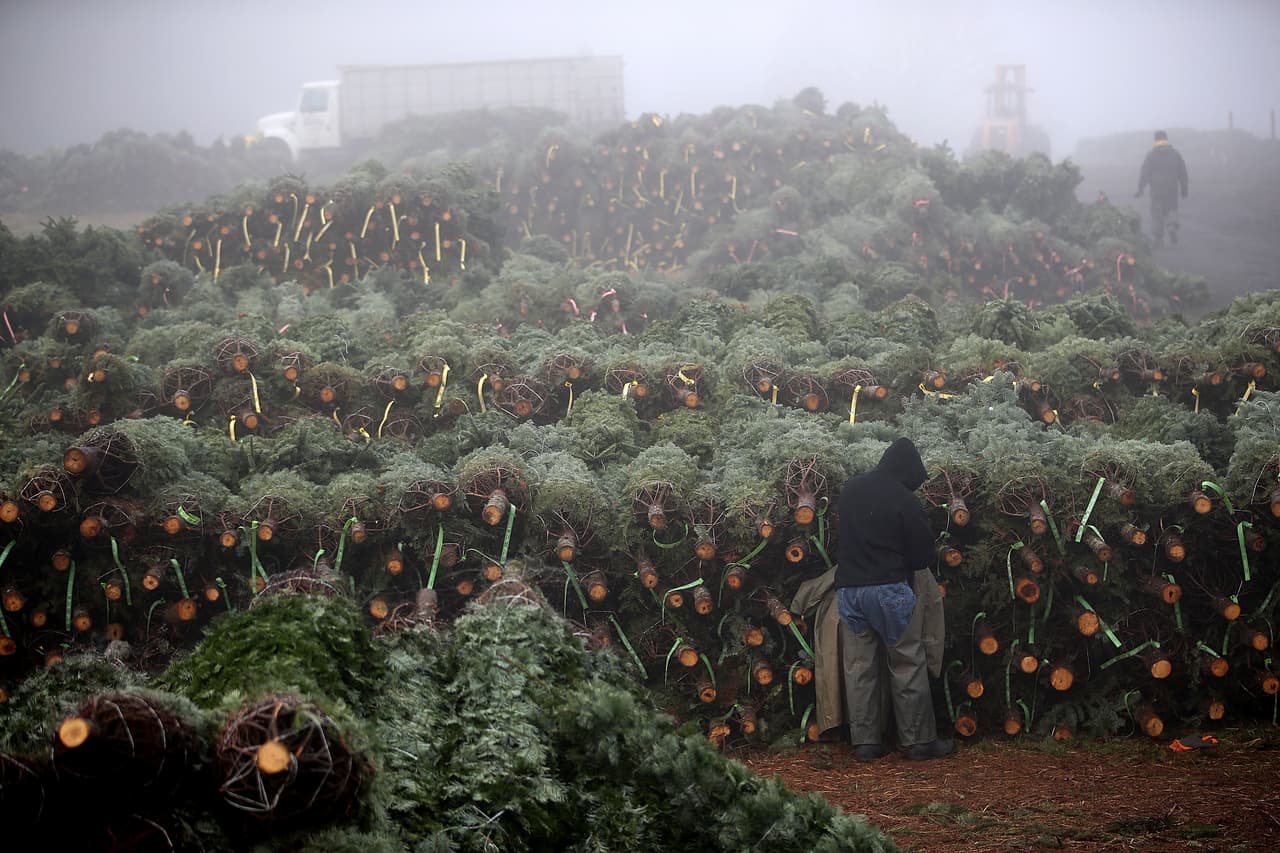 La granja Holliday Tree Farms tiene más de 100 empleados a tiempo completo e incorpora a otros 500 a 800 durante la cosecha.