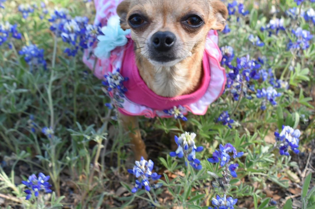 Carolina Hernández compartió esta tierna foto de su hija perruna.
