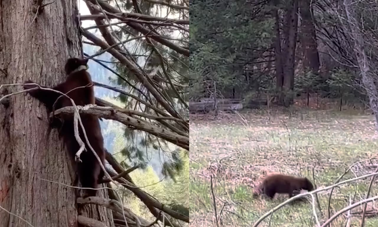  El Parque Nacional Yosemite cerró por el coronavirus, pero los osos que habitan allí 'están de fiesta'