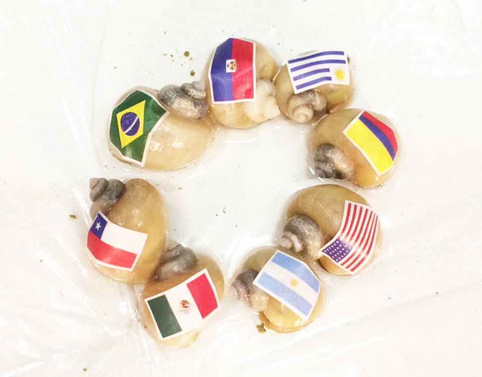 Argentina campeón de la Copa América Centenario 2016 según los caracoles de Udisea