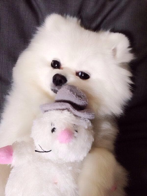 Todos quisiéramos abrazar a esta linda bolita de pelo.