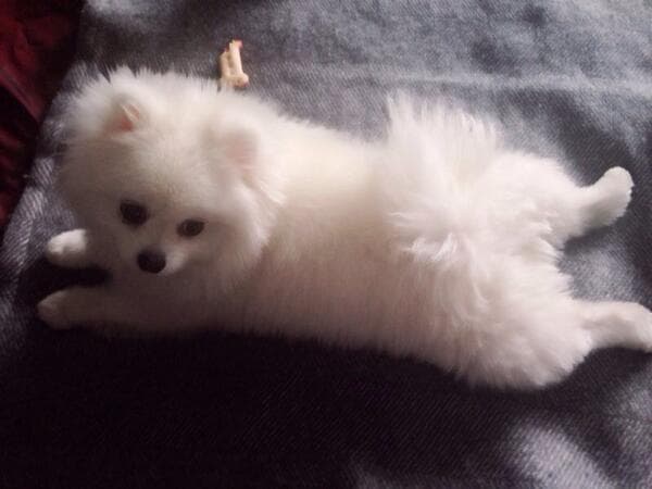 ¿No crees que es un encanto?