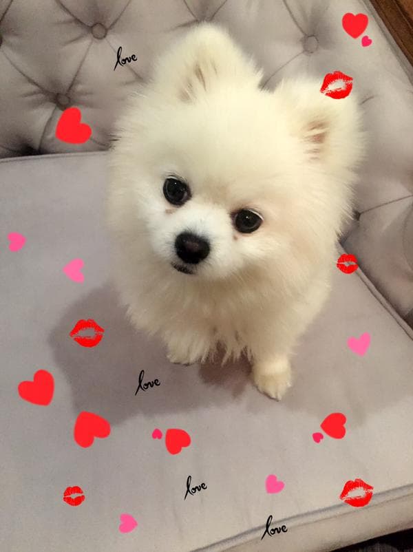 La conductora Yolanda Andrade ama con locura a esta pequeña Pomerania.