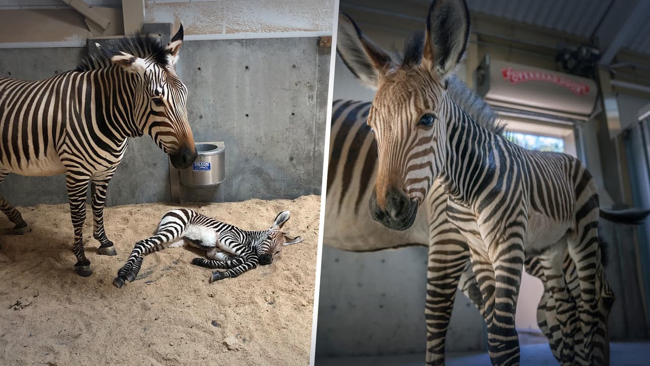 Cámaras registran el nacimiento de un cebra en el zoológico Hogle de Utah