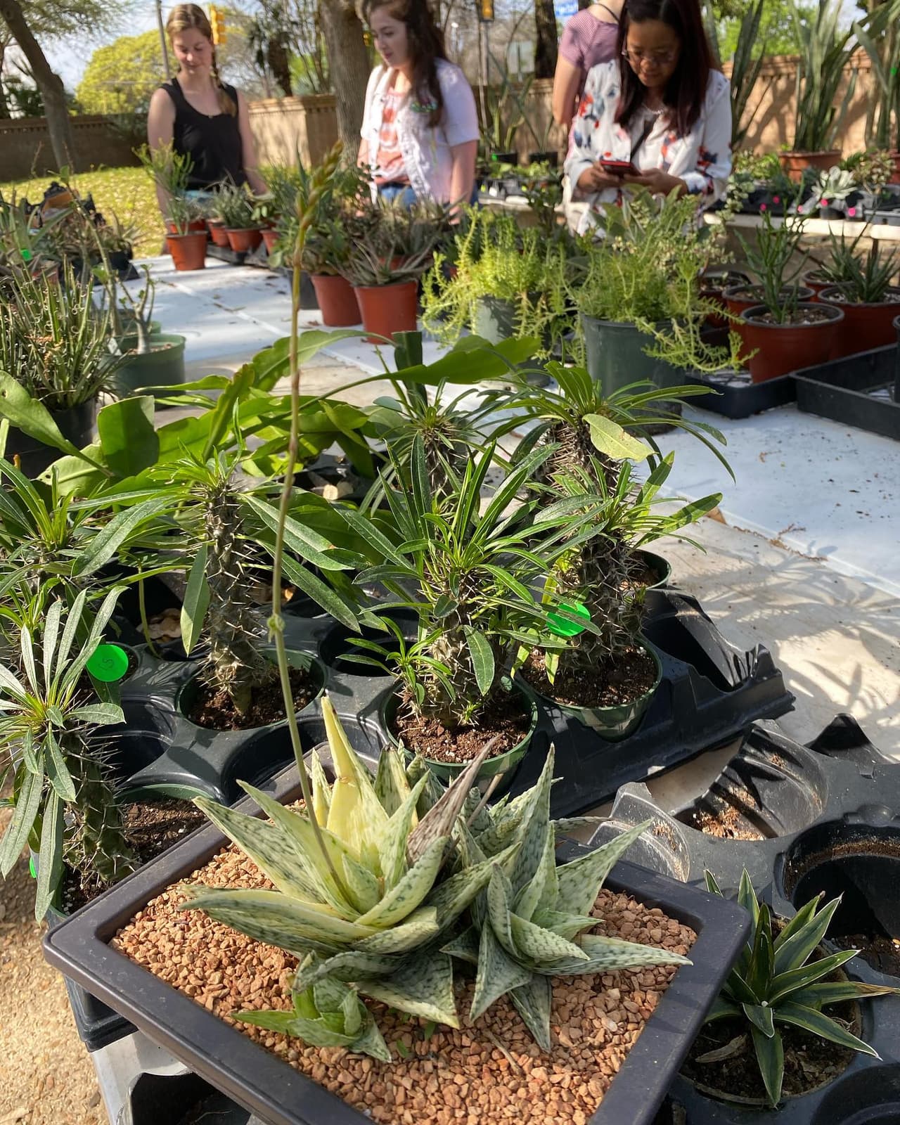 <h2 class="cms-H2-H2">SACX 45th Annual Show and Sale</h2>
<br>
<ul>
<li class="li1">Cuándo: 27 de abril</li>
</ul>
<ul>
<li class="li1">Hora: 9:00 a 17:00 horas</li>
</ul>
<ul>
<li class="li1">Dónde: San Antonio Garden Center</li>
</ul>
<ul>
<li class="li1">Qué es: Venta de cientos de cactus y suculentas, así como cerámica.</li>
</ul>
<ul>
<li class="li1">Costo: Gratis</li>
</ul>