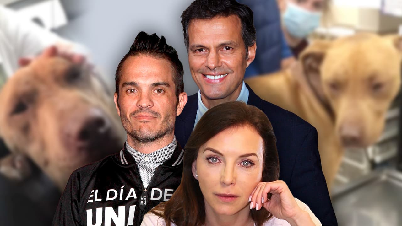 Sin miedo, Laura Flores, Kuno Becker y Agustín Arana rescatan a un pitbull maltratado