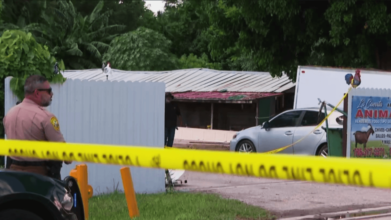 Desmantelan supuesta red de peleas de gallos en el suroeste de Miami-Dade: rescataron varios animales