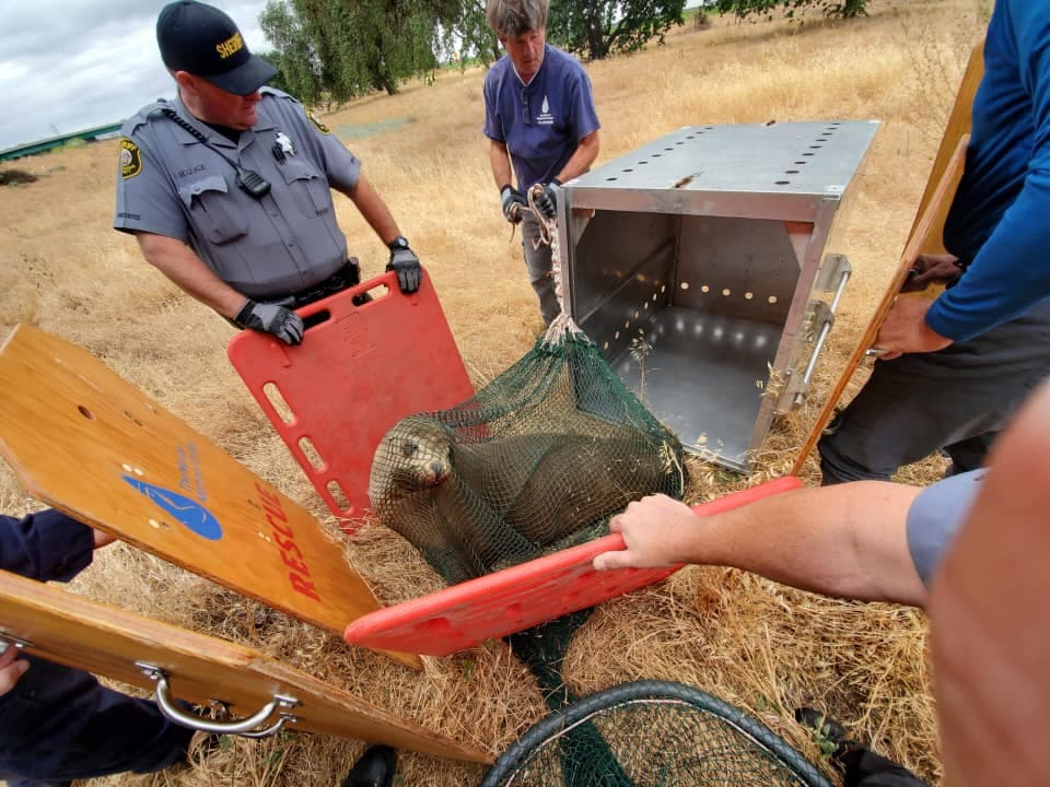 La Patrulla de Caminos de California y el Marine Mammal Center ayudaron a capturar a Gilligan.
