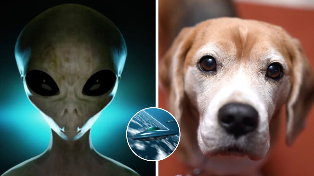 ¿Los perros iniciarán guerra entre humanos y extraterrestres? Loca teoría de TikTok lo afirma