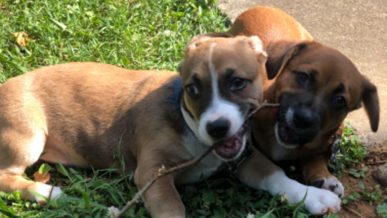 <b>Candy Zuniga</b>: Rayo y Canelo, los hermanitos jugando afuera disfrutando de una deliciosa rama.