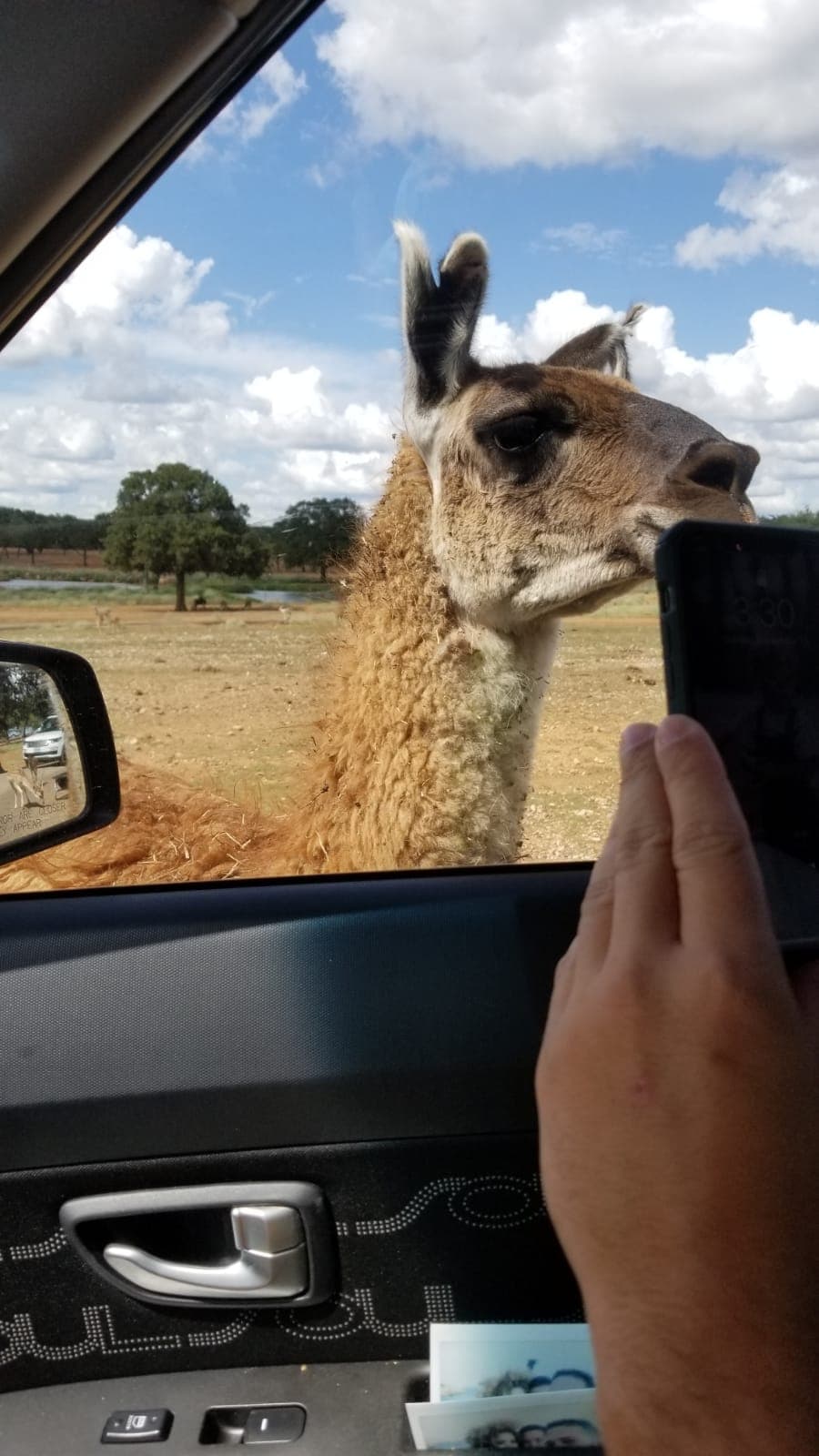 Los dueños del establecimiento indican que los pasajeros no pueden salir de su vehículo en ningún momento, pero pueden tomar todas las fotos que deseen y alimentar los animales.