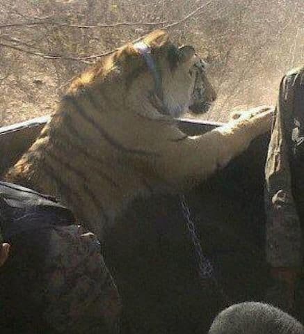 En caso de ser suya esa cuenta de la red social, el considerado como el principal sicario del cártel de Sinaloa, muestra los lujos que gozaba. (Imagen tomada de Twitter).