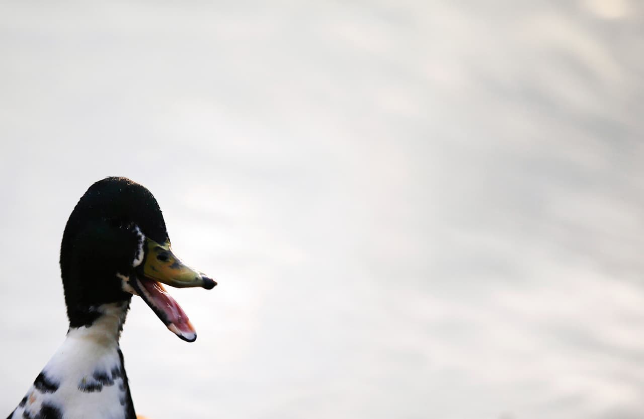 Descubren antigua grabación donde se escucha a un pato hablar como un loro