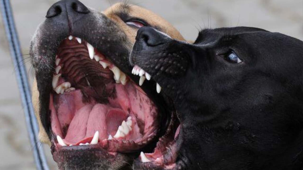 Al menos 5 personas son atacadas a mordidas por un grupo de perros callejeros en Manor