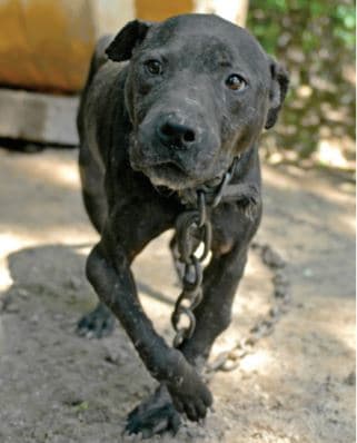 Estos delincuentes están interesados particularmente en la raza pitbull, a los que suelen ponerles pesadas cadenas con la intención de fortalecer sus cuellos y vencer así a sus rivales.