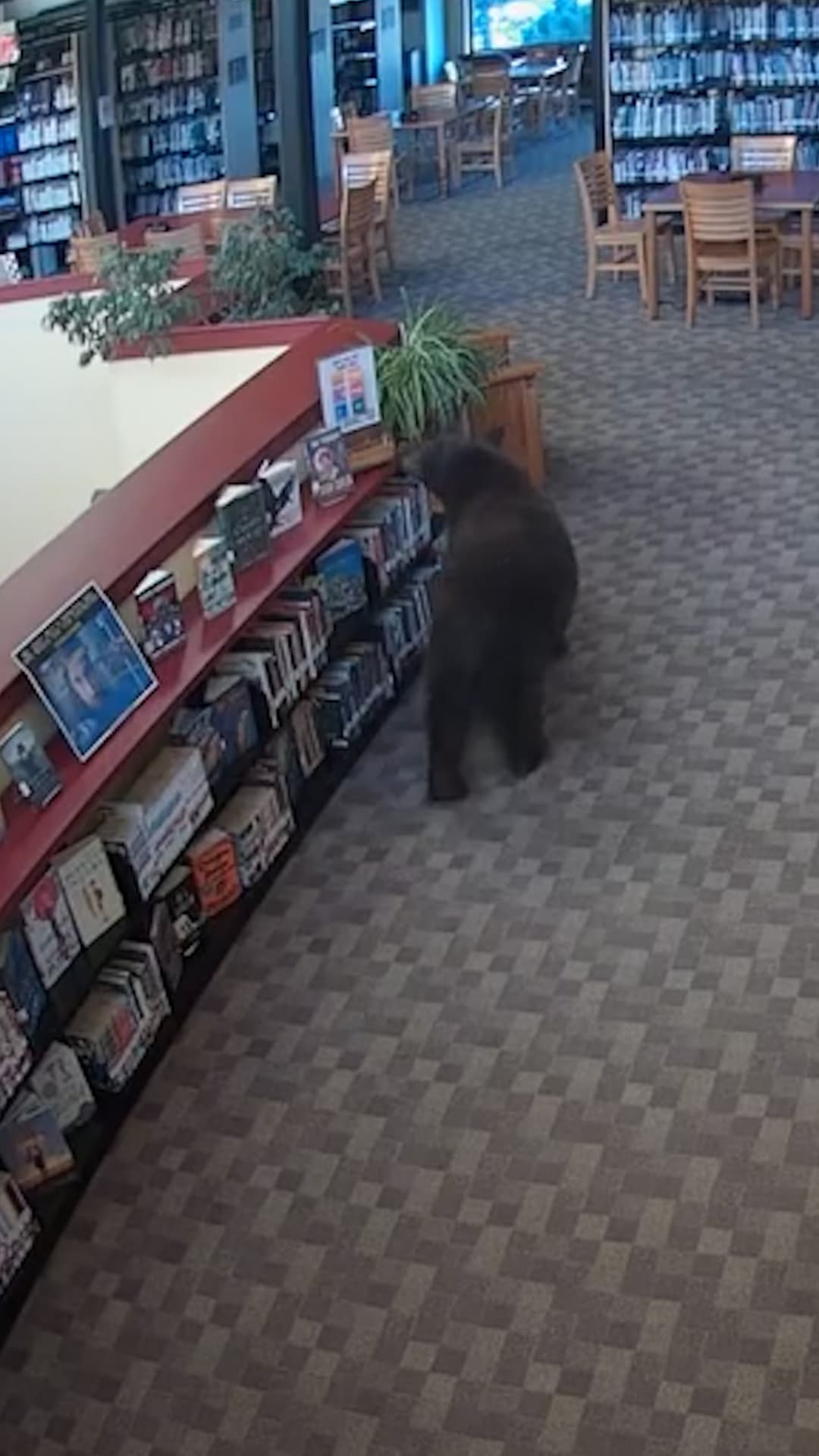 Un oso se pasea por una biblioteca