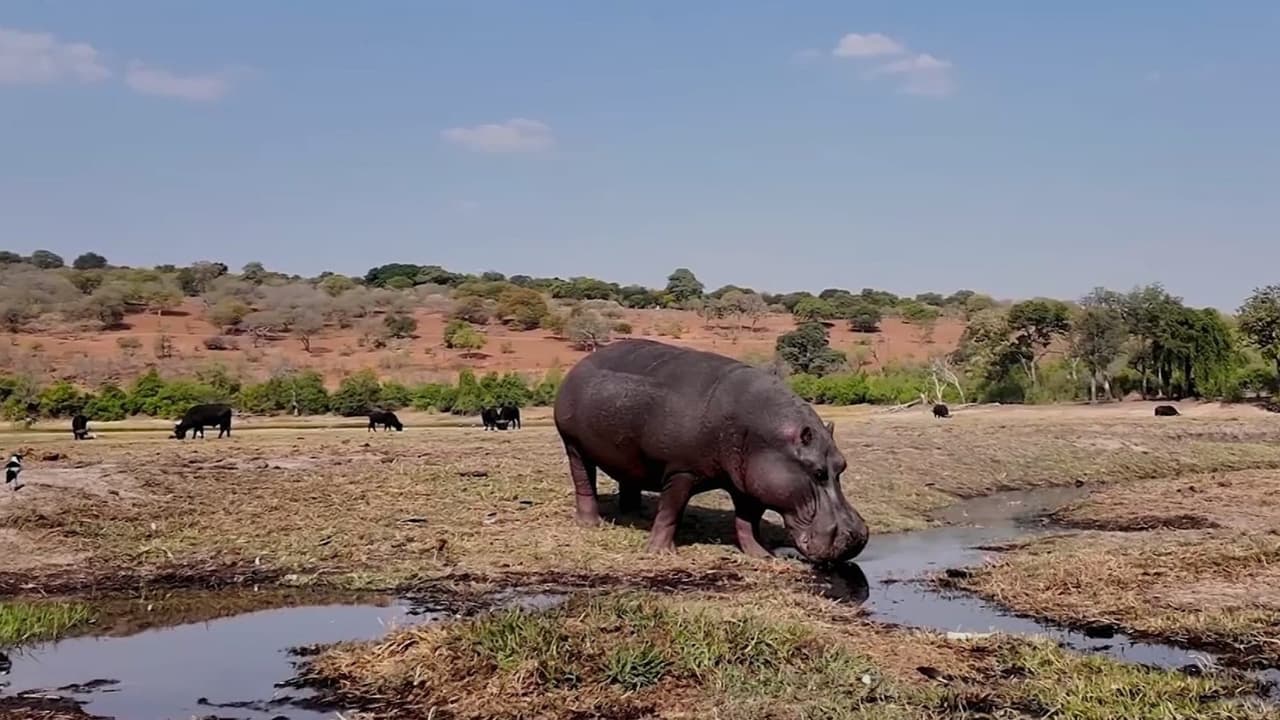 Colombia debate plan para controlar hipopótamos invasores en Hacienda Nápoles