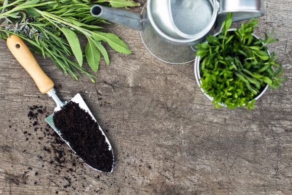 Variedades. Incluye romero (a los pájaros y a las abejas les encantan sus pequeñas flores), y tomillo, que sirve para cubrir la tierra.