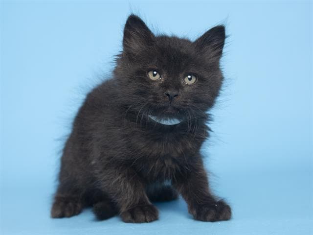 Toulousse es un chiquitín de solo 2 meses de vida.