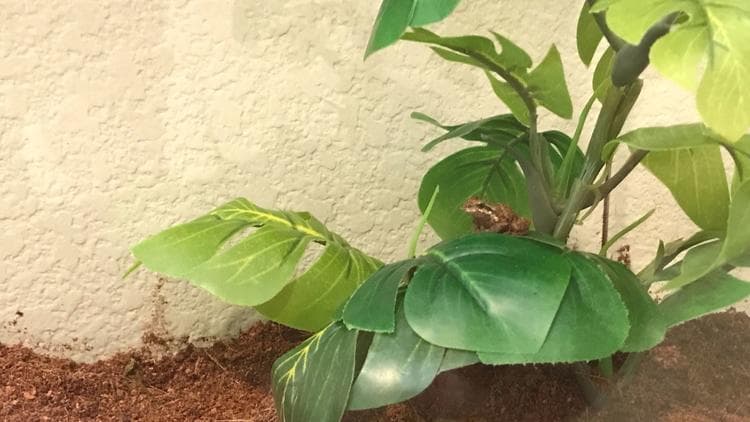 'Lucy' tuvo suerte, como su nombre lo dice, se salvó de morir y no solo eso, ahora tiene un nuevo hogar.