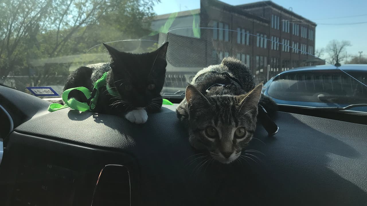 La misión de Houston Humane Society es poner fin a la crueldad, el abuso y la sobrepoblación de animales y, al mismo tiempo, brindarles una mejor calidad de vida.