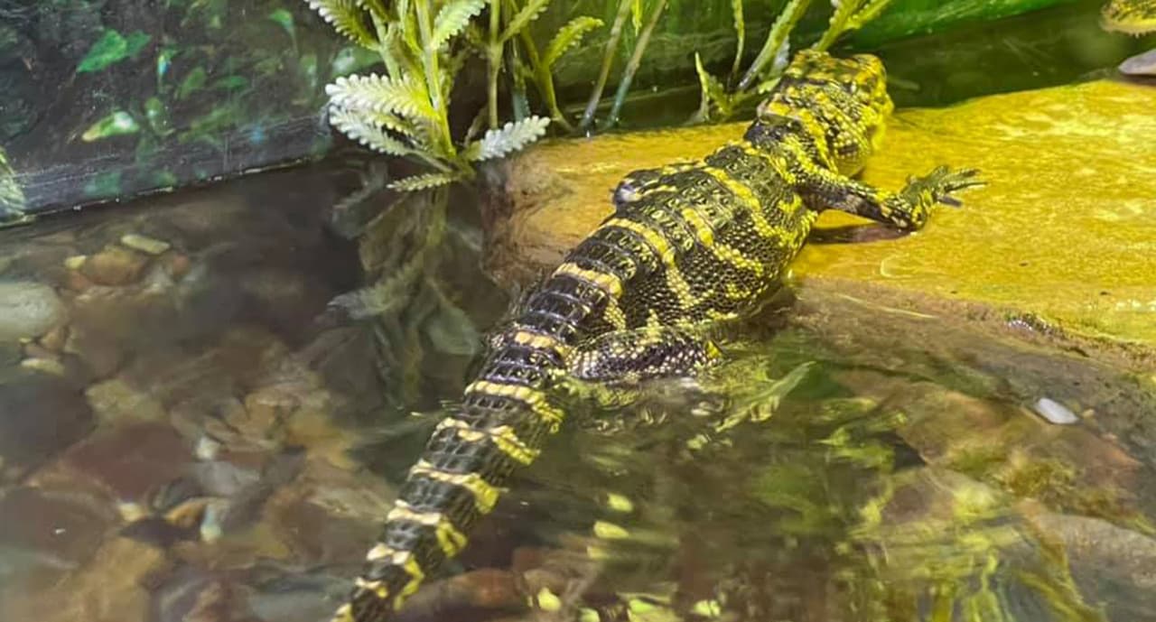 Se convirtió en una organización sin fines de lucro con la misión de preservar y restaurar hábitats en peligro en la costa del Golfo.