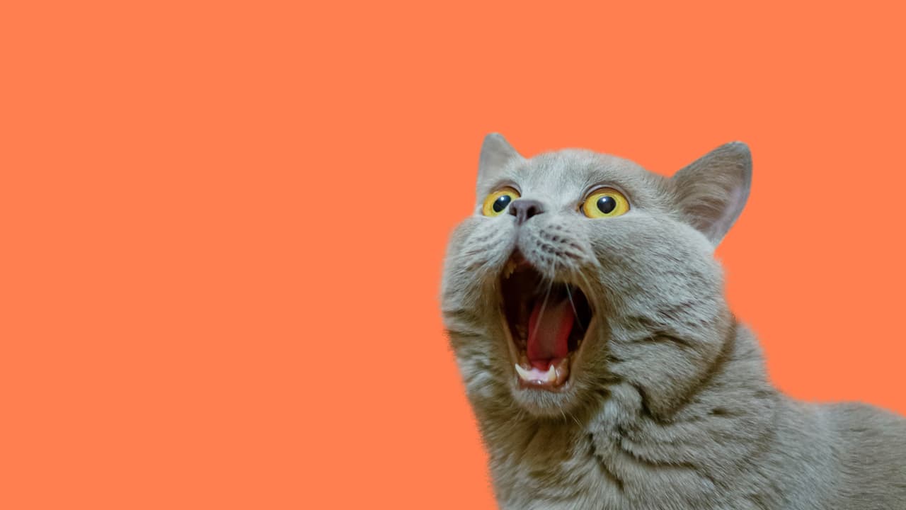 Terminó justo en San Valentín.