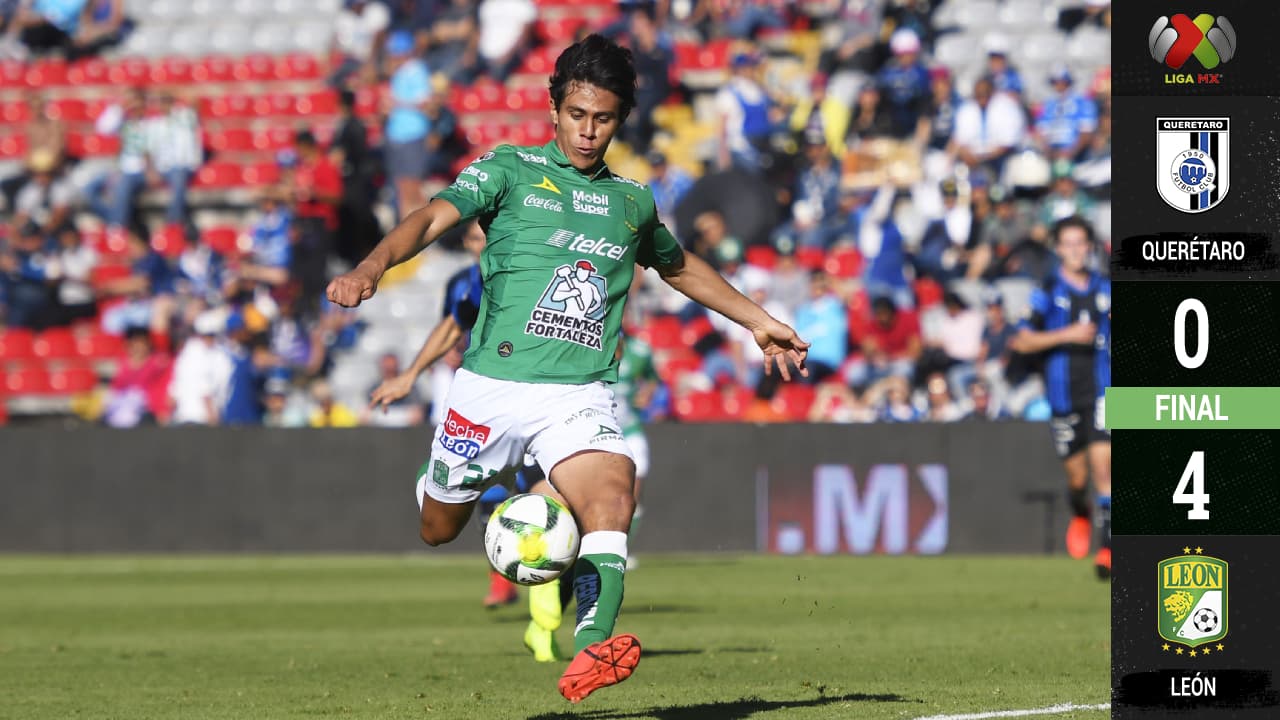León quedó satisfecho devorando pollo rostizado marca Gallos Blancos de Querétaro