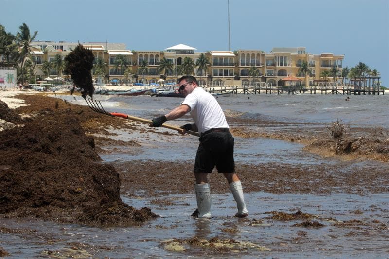 Durante el año de 2018 fueron retiradas 522 toneladas de la macroalga de la costa del Cribe mexicano. En la imagen un trabajador retira sargazo en Playa del Carmen en el estado de Quintana Roo.