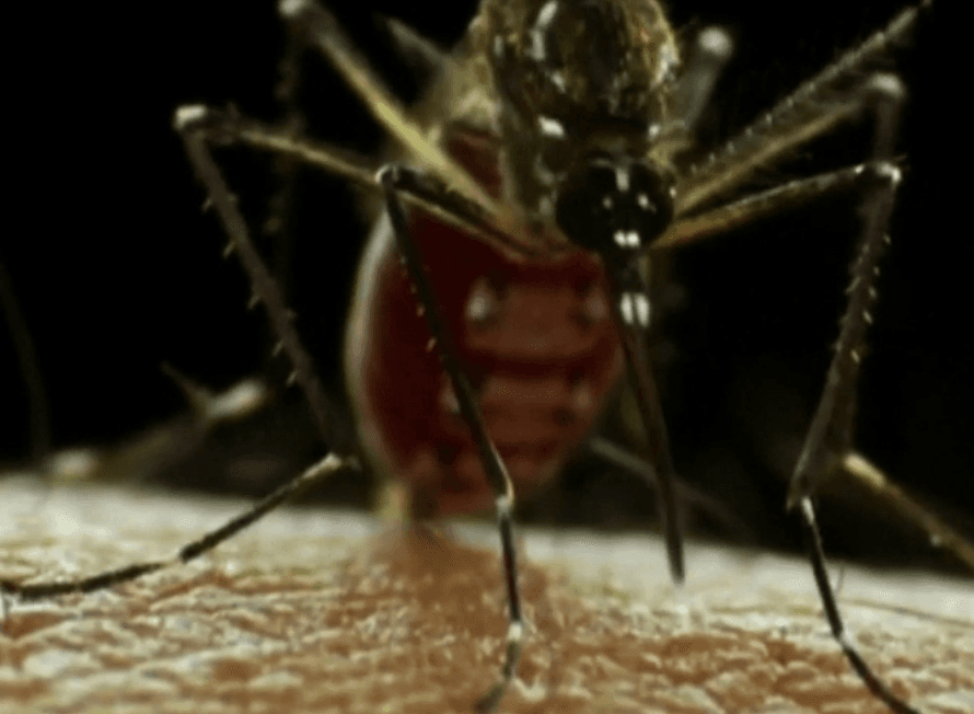 Son más de 500 los contagiados con el virus del zika en Nueva York