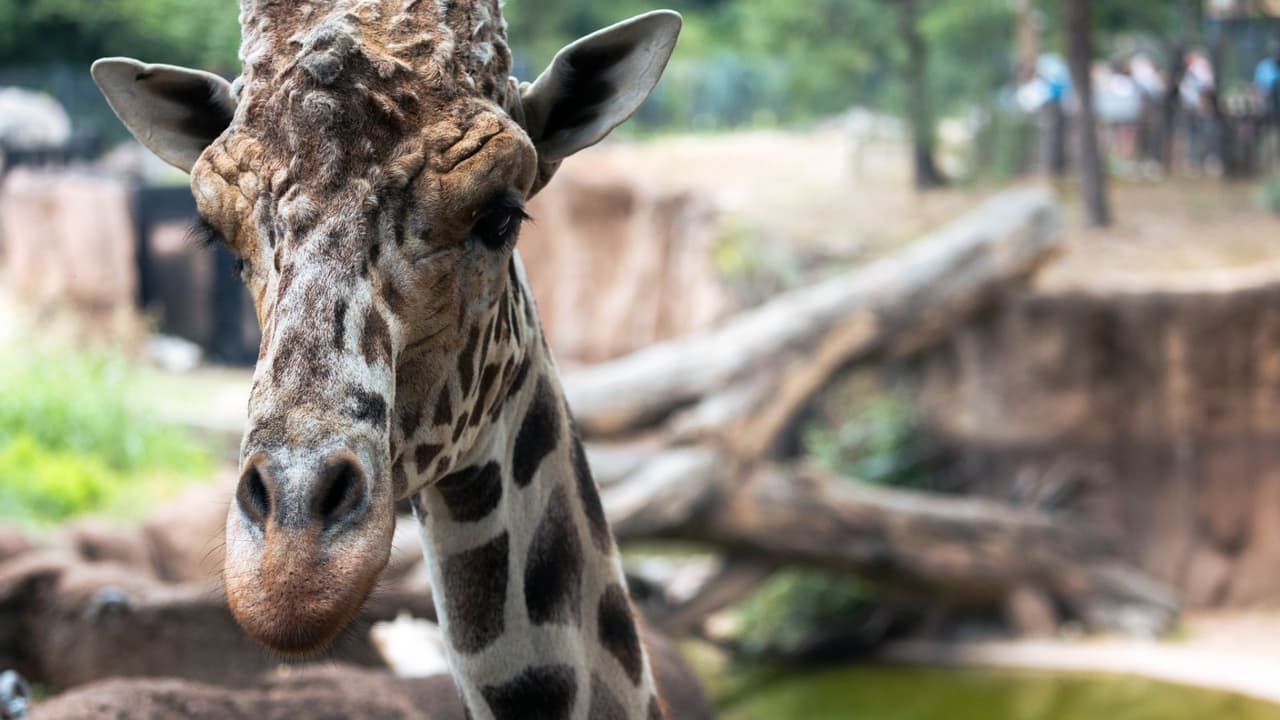 Prepárense para una aventura invernal inolvidable en el
<b>Zoológico de Dallas con los emocionantes "Días del Pingüino"</b>.