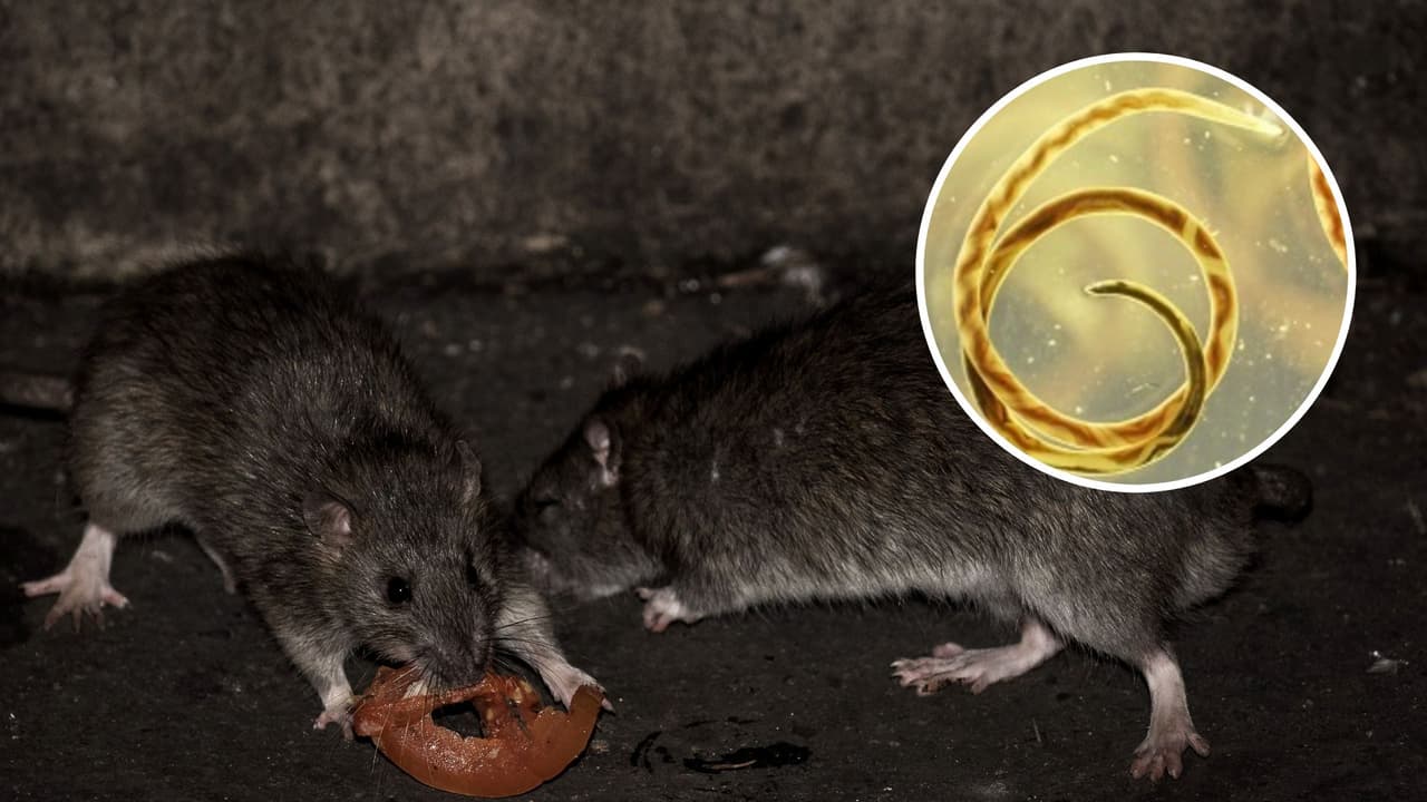 Detectan en Atlanta parásitos que se alojan en el cerebro de las ratas