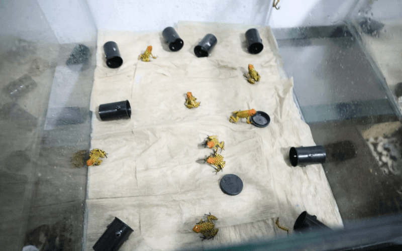 El sospechoso introdujo los animales en rollos fotográficos para tratar de camuflarlos, pero las autoridades los descubrieron gracias a los rayos X del aeropuerto.