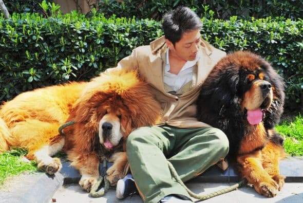 De acuerdo con la agencia de noticias AFP, el criador del perro relató a la prensa china que este precioso ejemplar de la raza 'tiene sangre de león' y apariencia es impresionante. Aunque no se sabe el nombre del comprador, los reportes aseguran que se trata de un agente inmobiliario que se ha sumado a la ola de millonarios que consideran que tener un perro de esta raza le aporta un 'plus' a imagen, un objetivo algo controversial, pues actualmente se considera que los perros son, más que un lujo, un miembro de la familia, amigo y leal compañero.